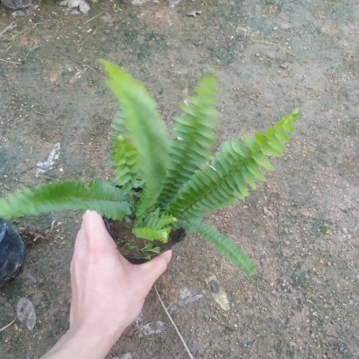 普宁市鸡骨草 《鸡排骨草、刺蕊草、牛虱麻、高脚流明草》