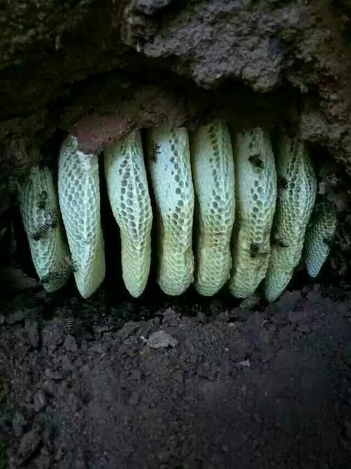 景东县土蜂蜜 41.5 6-12个月 本品不能代替药物 2022-