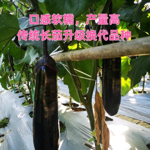 茄子种子  黑马二号中茄种子 新型紫红茄 长茄品种升级换代