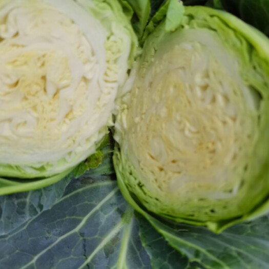 泸西县包菜 云南精品山地甘蓝，保质保量看上的老板请联系我，现货
