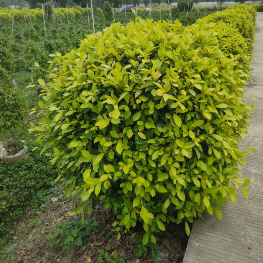广州 黄榕球