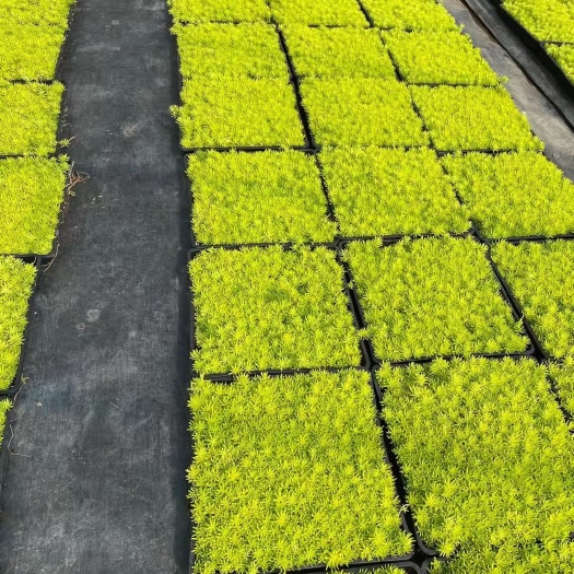 宿迁金叶佛甲草
