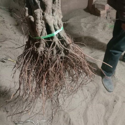 玫瑰香葡萄苗 各种葡萄苗，红提苗，玫瑰香苗，查娜苗