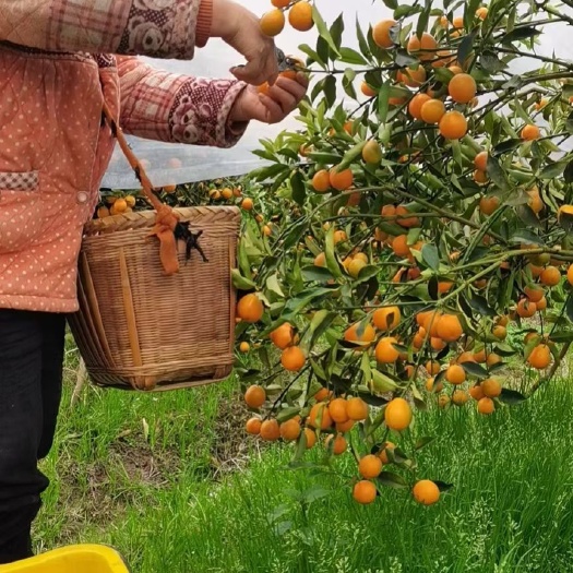 灵川县脆蜜金柑苗 脆密金柑
