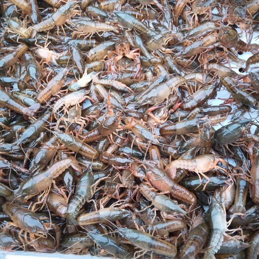 潜江市小龙虾苗