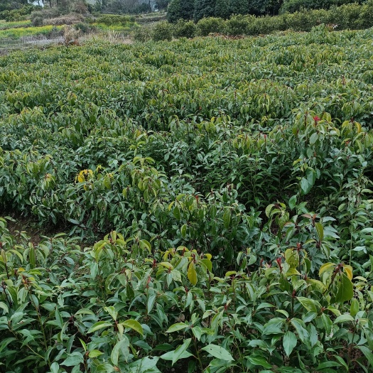 阳朔县 小叶樟，香樟苗！！！
