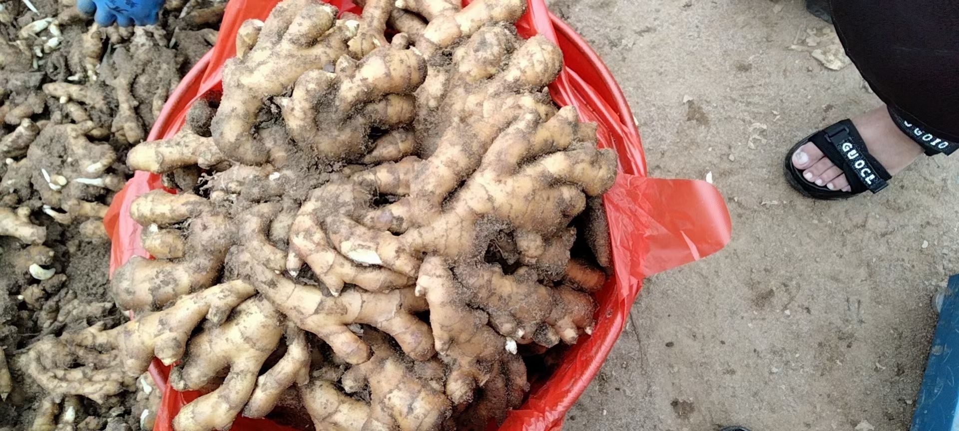 姜母  姜头  姜把大黄姜把 小黄姜把