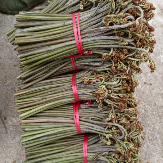 长顺县野山蕨菜   新鲜货腌制好的也有