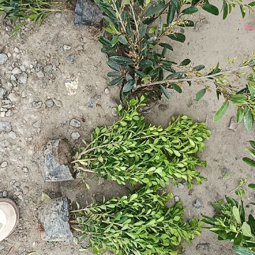 杭州 瓜子黄杨大杯