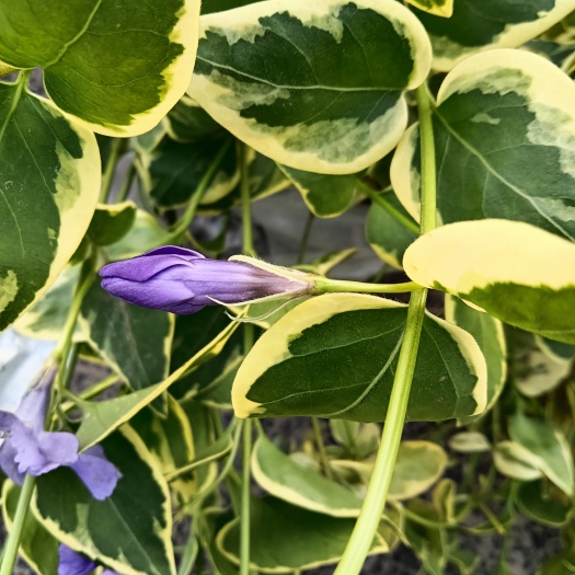 杭州花叶蔓吊兰 花叶蔓，花叶蔓长春