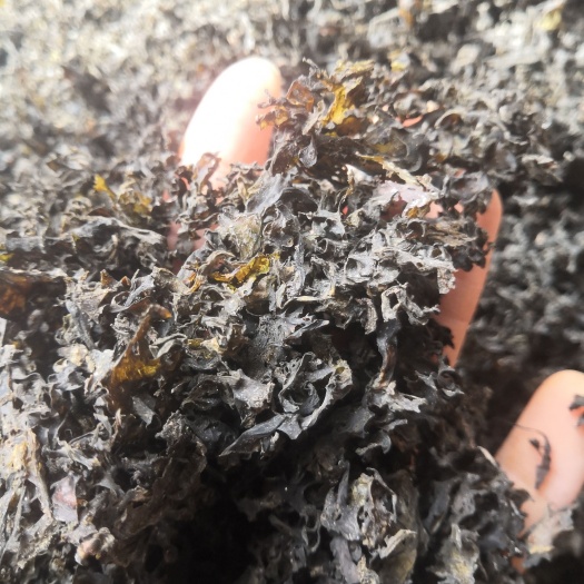 同心县 免洗地皮菜，无杂质。