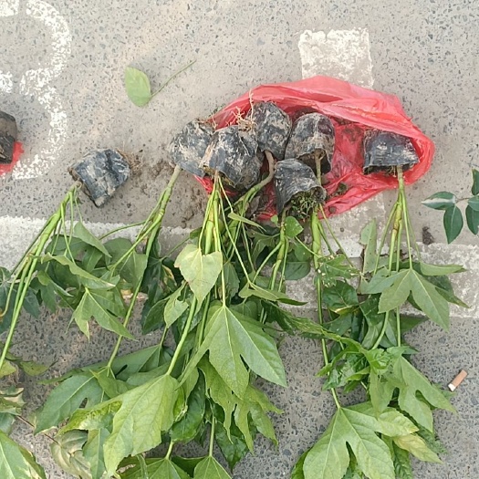 杭州 八角金盘色块