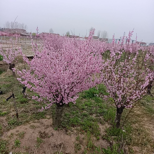 沭阳县 红梅，美人梅各种梅花