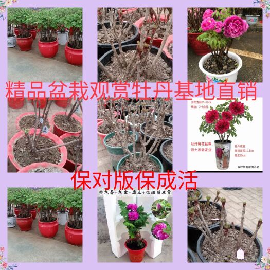 菏泽中国牡丹之都菏泽盆栽精品观赏牡丹