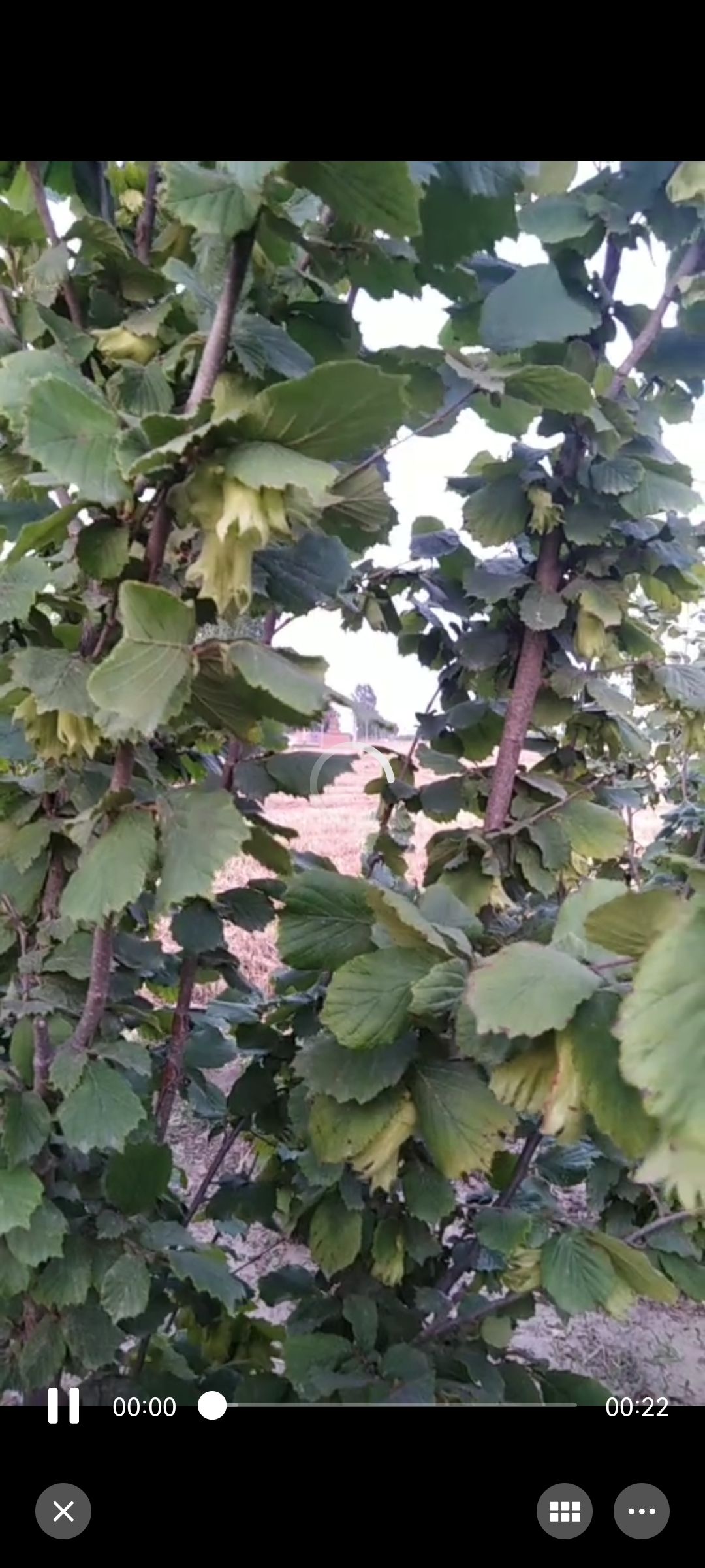  大果榛子树苗，抗寒耐旱