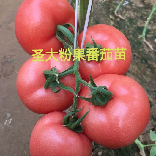 寿光市西红柿苗  一级种苗 硬粉番茄苗 早熟 抗病毒!
果色亮！