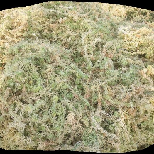 独山县 水苔 （海花草）一手货源……………………………