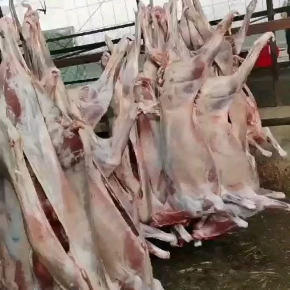无棣县羊白条  烤全羊专用  烧烤 炒菜 火锅等