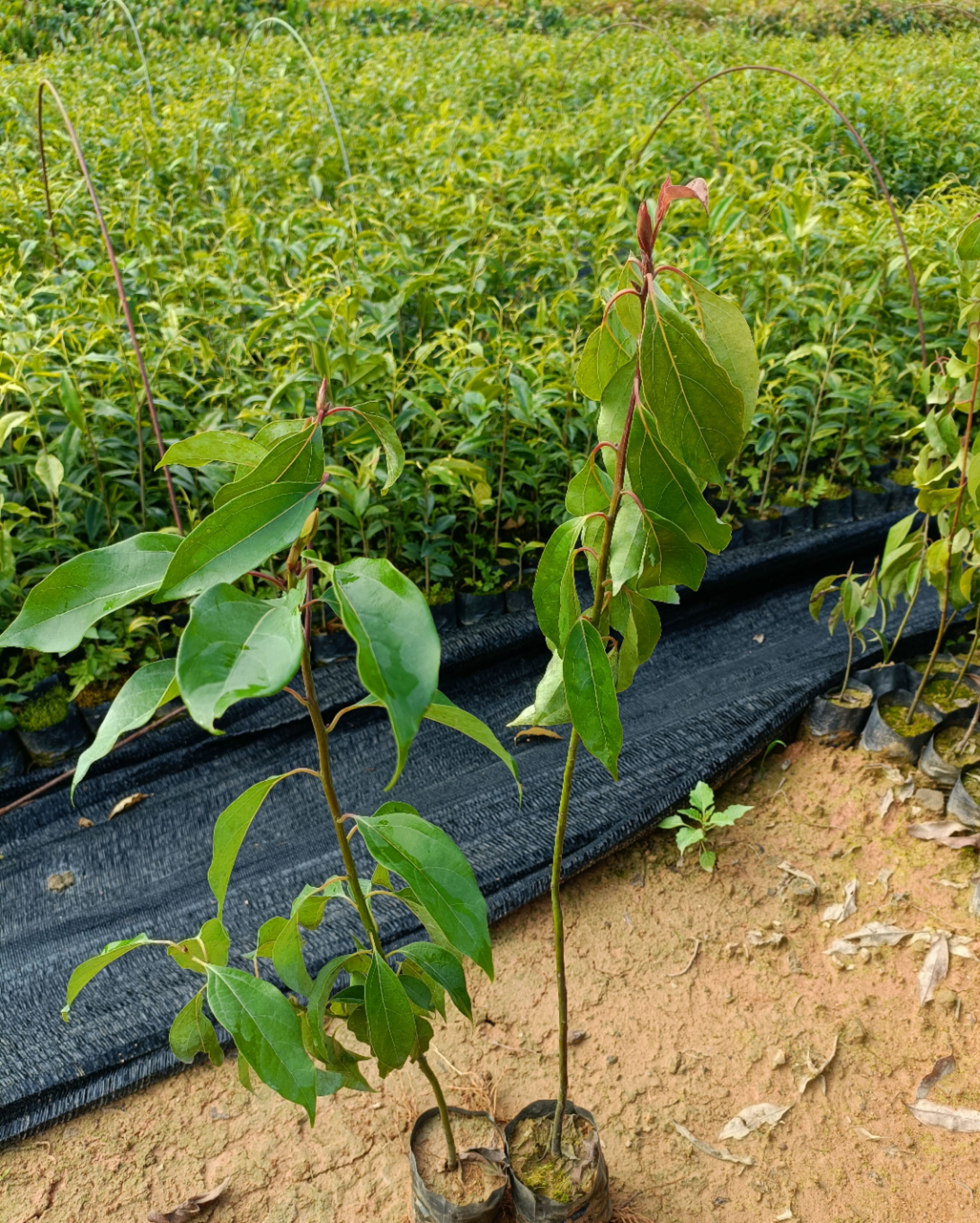 小叶香樟 供应樟树树苗，香樟树苗，生态造林苗