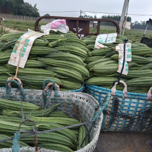北海 精品花瓜丝瓜