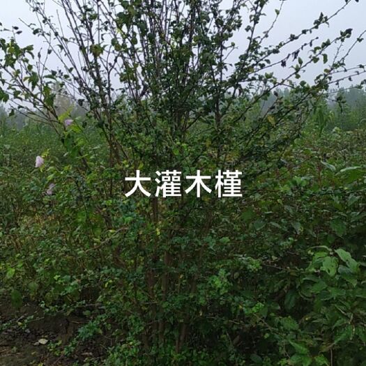 大花木槿 供应，大灌木槿，高度1.5米，冠幅1.2米，6个分