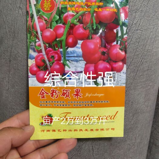 扶沟县粉果番茄种子  金粉硕果番茄种自封顶省工省力抗线虫粉沙瓤小时