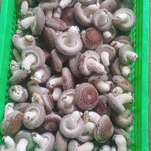 邢台香菇808 产地直销，冬菇，厚度好，肉质爽弹！