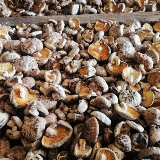 花菇  包邮厚肉脆嫩冬花菇丑菇香味足泡发率特高随州香菇自家种