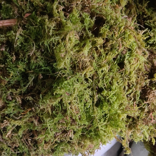 独山县青苔  一手货源………           ………