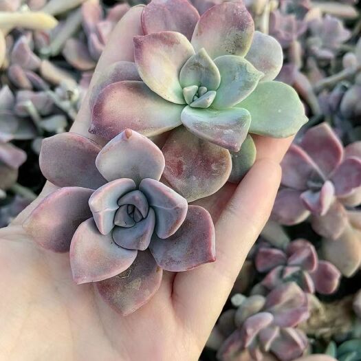 临沂多肉植物 多肉紫乐砍头苗，只要1毛钱，有30多个砍头品种，自家大棚种植