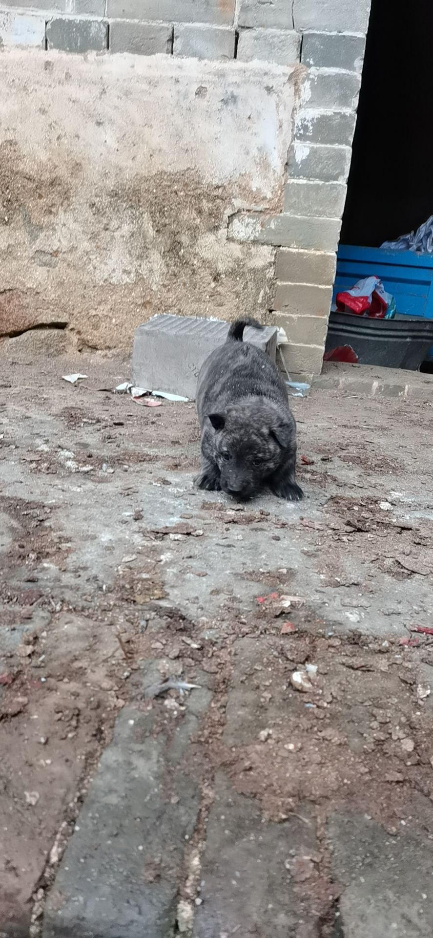 猎犬 精品小虎斑