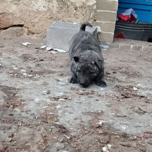 钦州猎犬 精品小虎斑