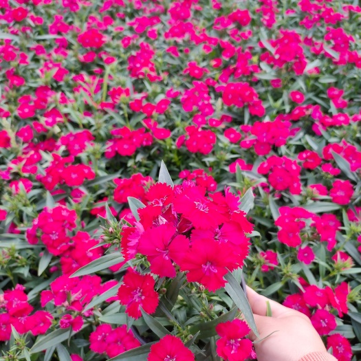 平湖市 草花，常夏石竹
