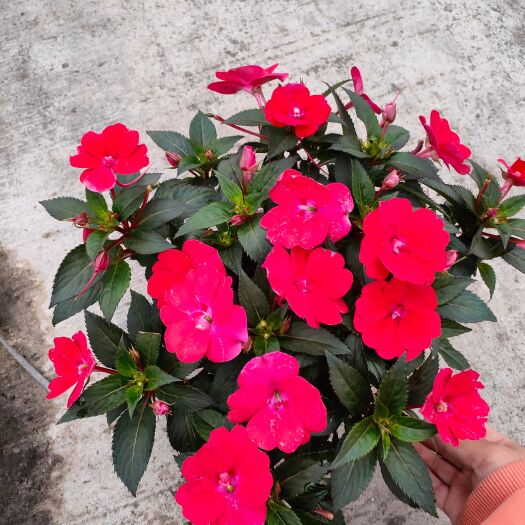 平湖市草花 好