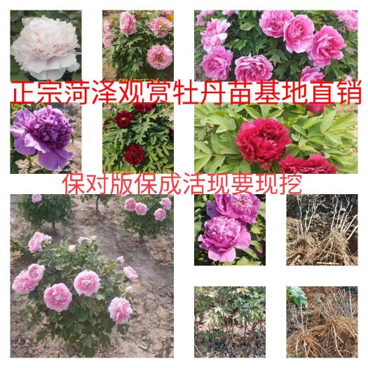 菏泽菏泽精品观赏牡丹 保品种保成活现要现挖