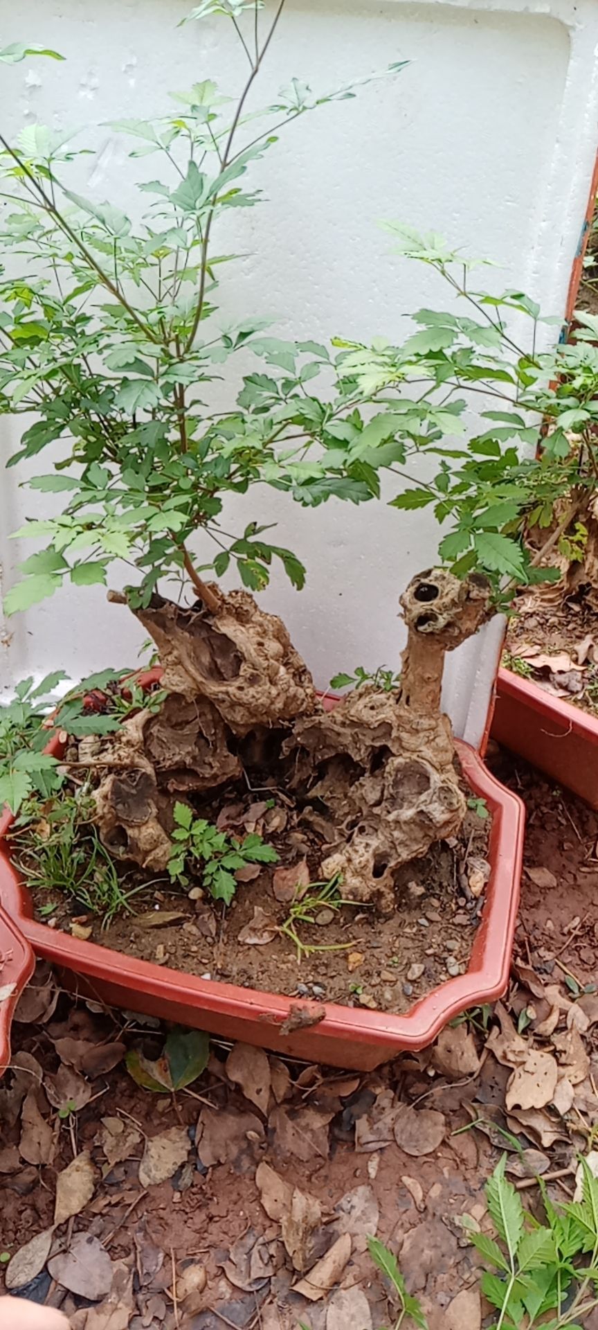 黄荆盆景素材桩，黄荆古桩盆景碳化镂空舍利于一体