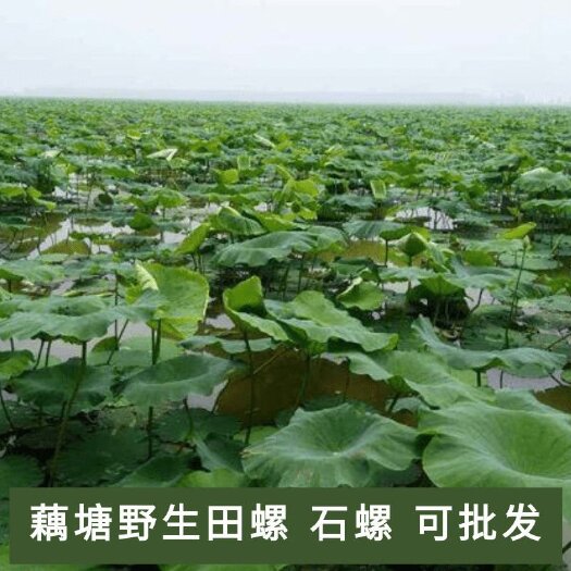汉川市【包物流】清水湾石螺小螺蛳烧烤宵夜大排档长期供应全国发货