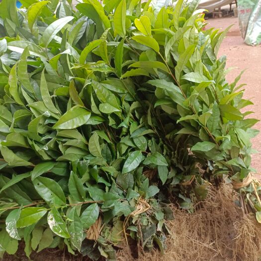 三江县茶树苗 福云六号茶苗