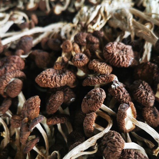 广昌县广昌特产茶树菇5号菇2022新货不开伞农家直供包邮10斤起