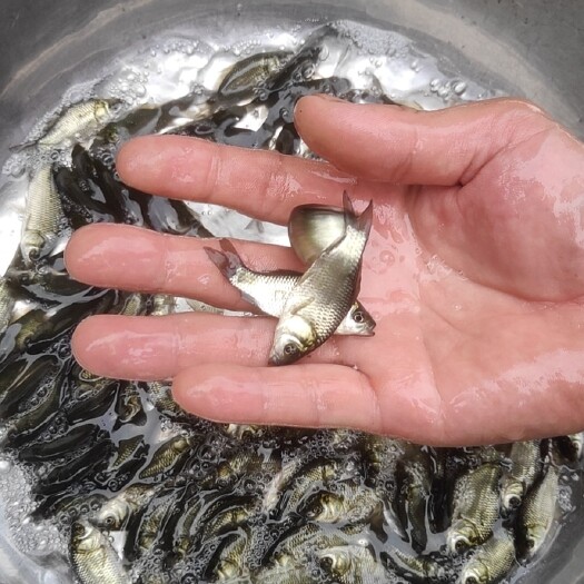 彭州市大品种鲫鱼苗，中科系列，黄金鲫，工程鲫！提供技术指导