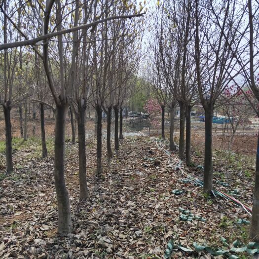 南召县黄玉兰 玉兰