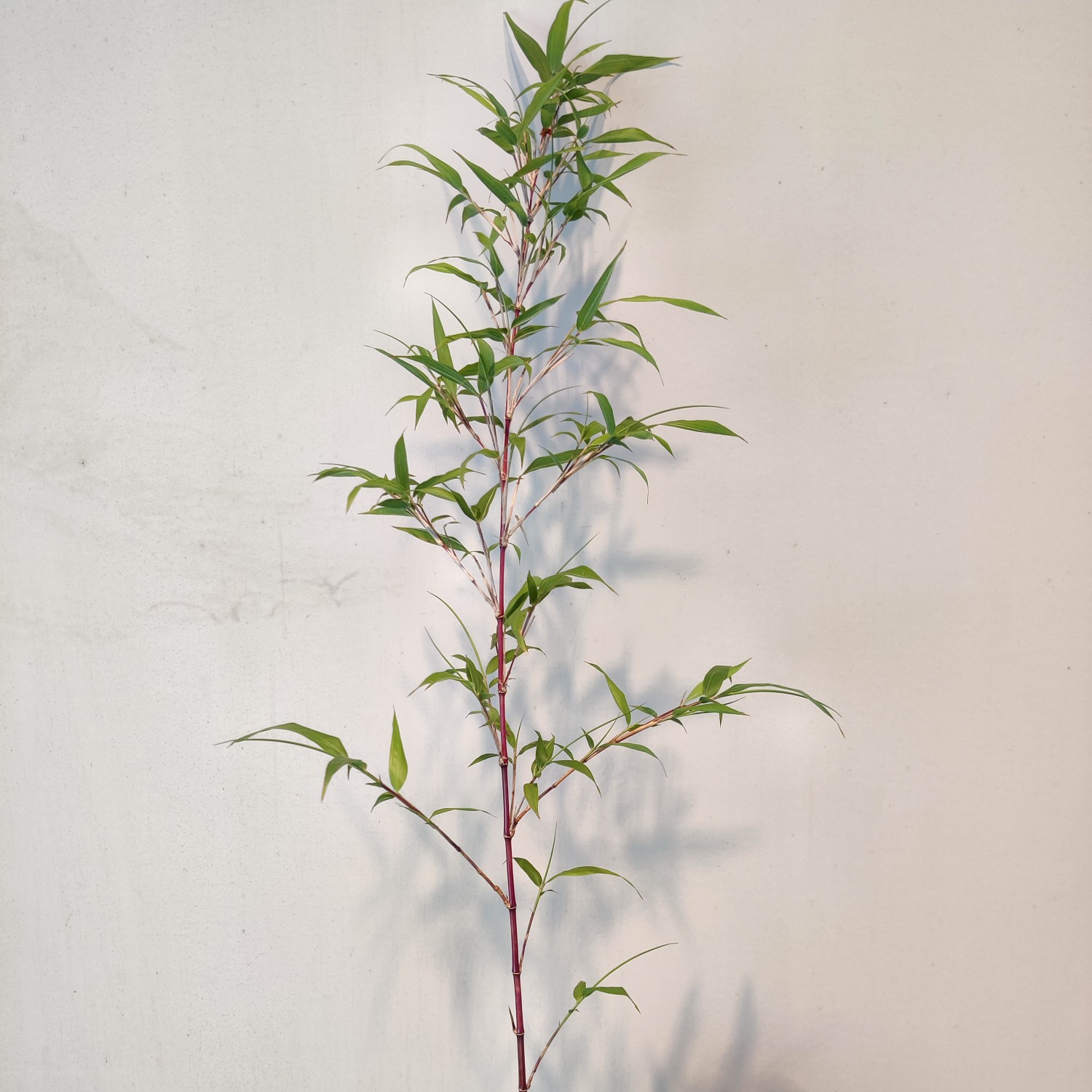 [寒竹批发] 日本朱竹(红寒竹)是目前较的散生竹,竹鞭长笋,秋冬季长笋