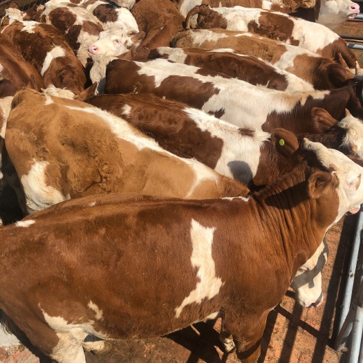 伊通县西门塔尔牛 西门塔尔肉牛养殖育肥小公牛架子牛基础母牛耐寒耐粗饲全国发货
