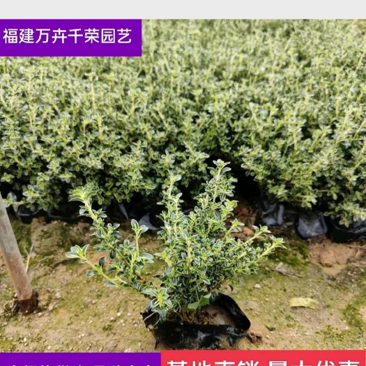 漳浦县【优品】金边六月雪 福建漳州六月雪 高度20-40 各种规