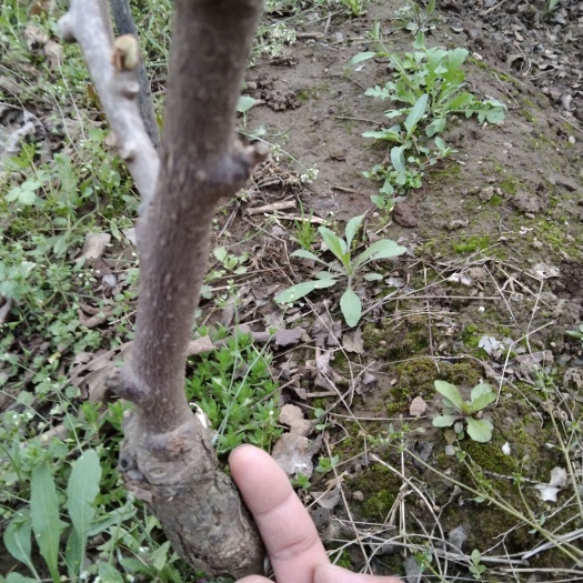 周至县徐香猕猴桃苗6年大苗