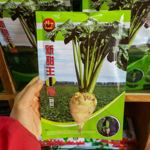 西安甜菜种子 甜菜头甜王一号【糖菜】抗病 庭院阳台盆栽蔬菜种