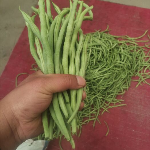 高台县架豆王豆角 无筋架豆王