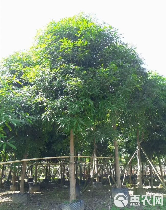 扁桃树 扁桃2～50公分大量供应