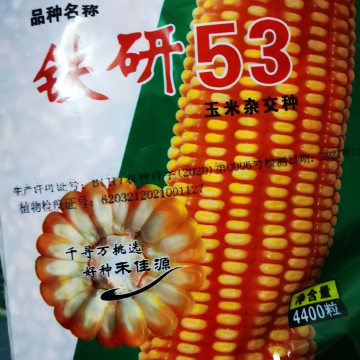 南漳县铁研378玉米种子 玉米种子，水稻种子
