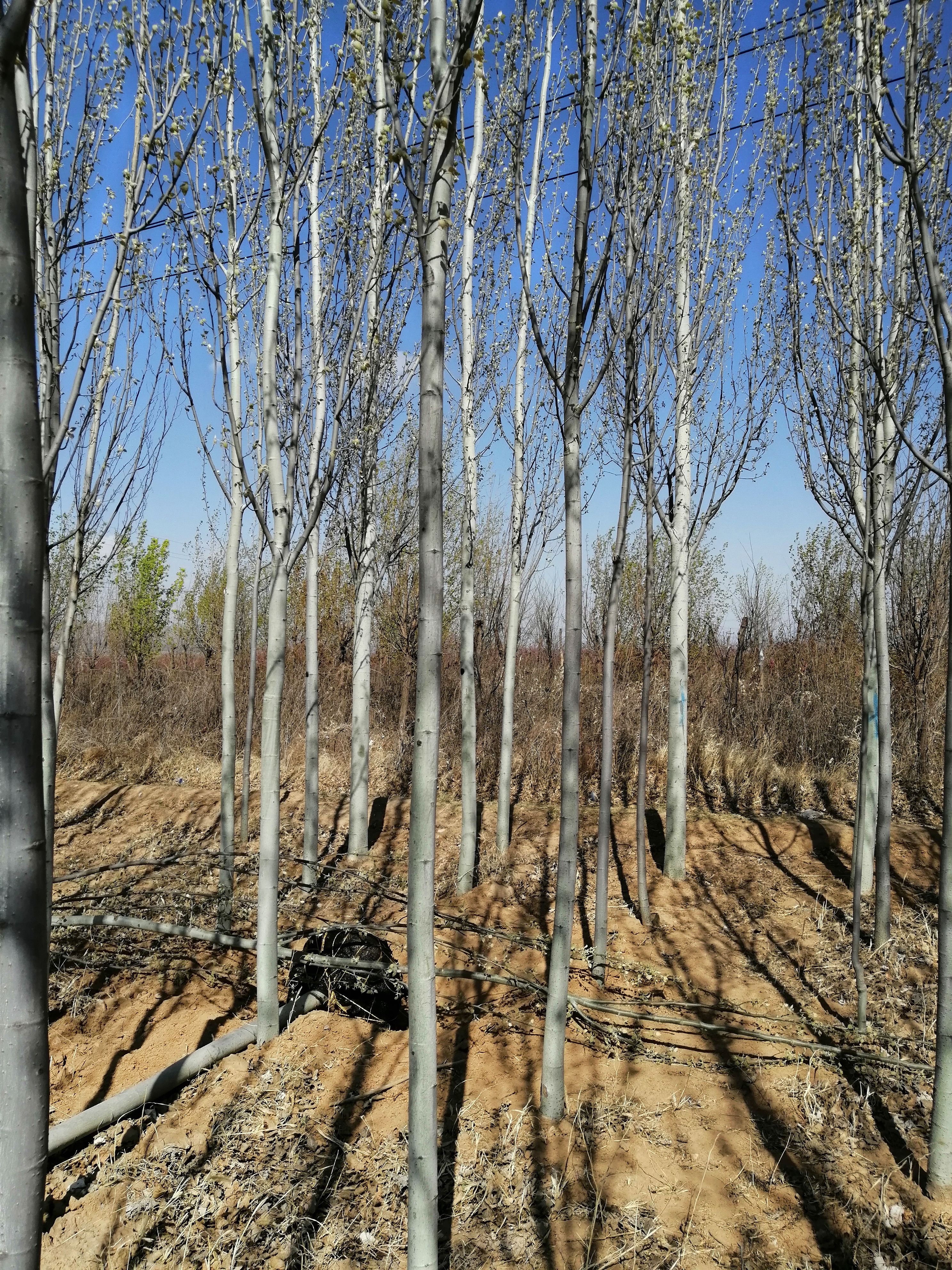 小美旱杨 新疆杨 速生杨 河北杨 河北货源 价格便宜